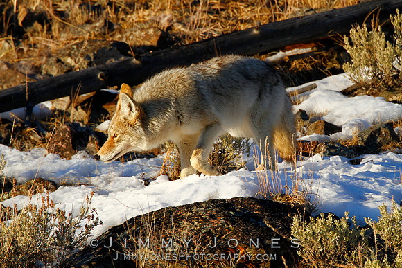 Coyote