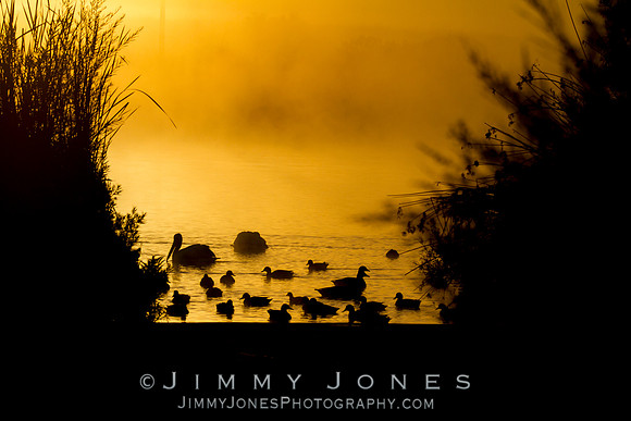 Golden Morning Mist