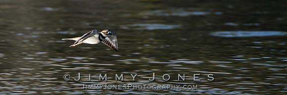 Killdeer - BS/P0040