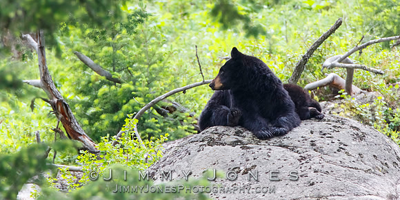 Black Bear Sow w/ Cubs