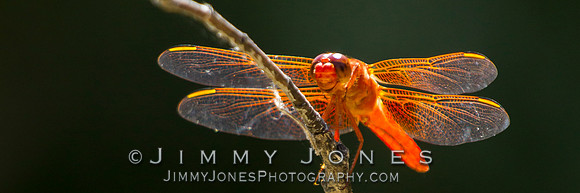 Orange Dragonfly ( Flame Skimmer ) - BS/P0093