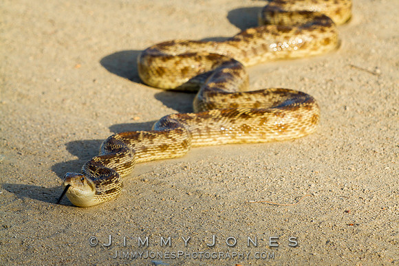 Gopher Snake