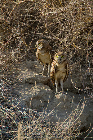 Burrowing Owls