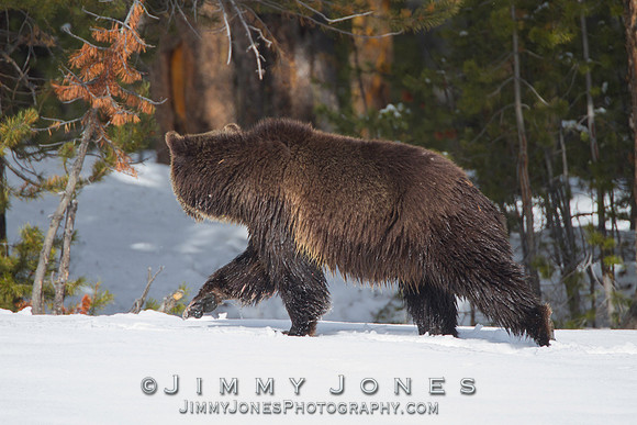 Grizzly Bear Boar