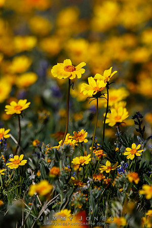 Bigelow's Tickseed
