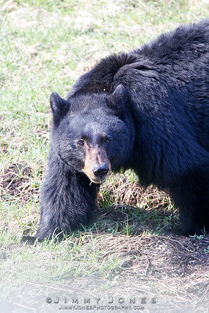 Black Bear