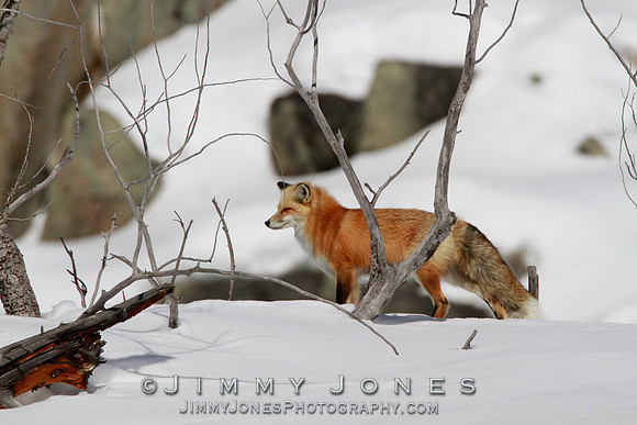 Red Fox