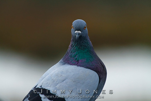 Rock Dove