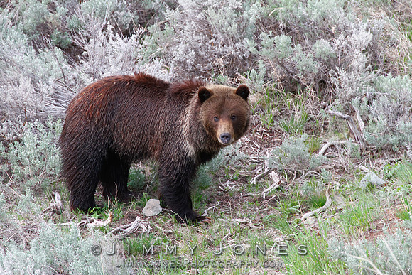 Grizzly Bear