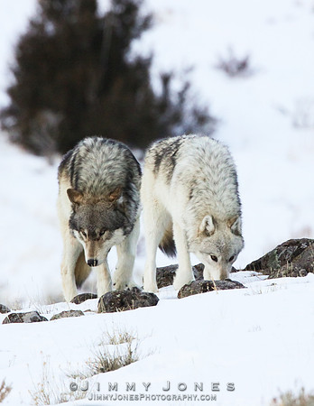 Canyon Pack / Gray Wolves - CS/P0015