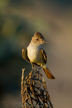 Ash-throated Flycatcher