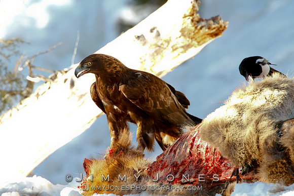 Golden Eagle