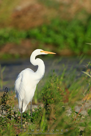 Great White Egret