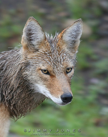 Coyote