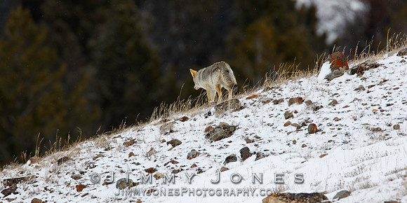 Coyote
