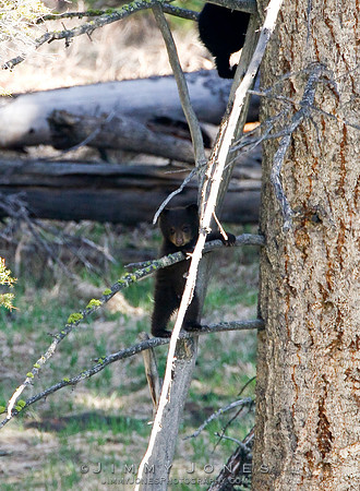Black Bear Cub