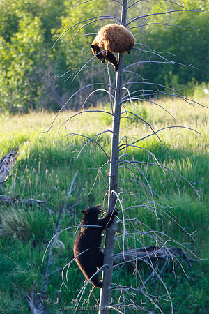 Black Bear Encounter