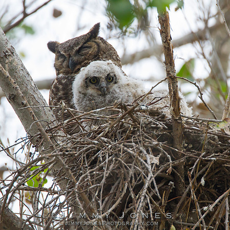 Great Horned Owl W/Owlets
