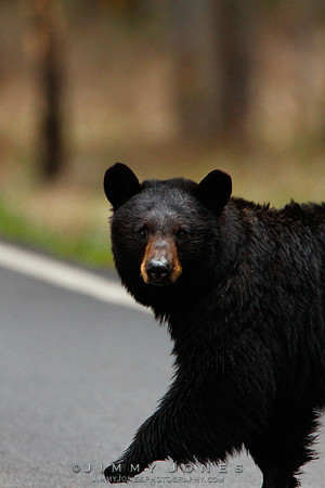 Black Bear