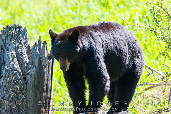 Black Bear Sow
