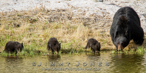 Black Bear Sow with Cubs