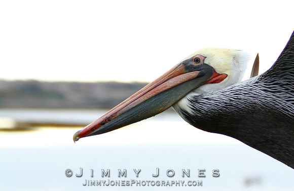 Brown Pelican