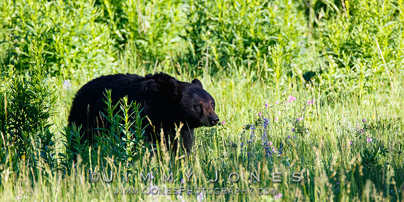 Black Bear Sow