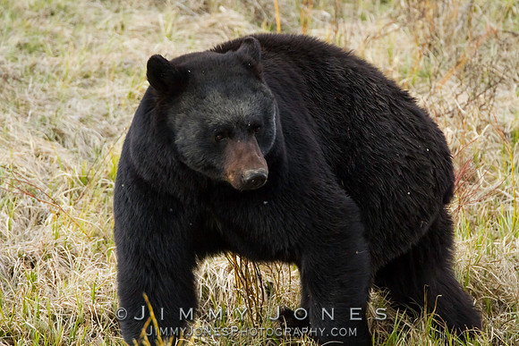Black Bear