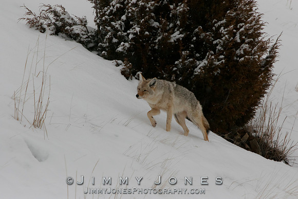 Coyote