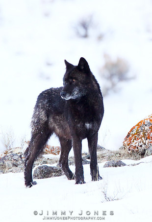 Canyon Alpha Male