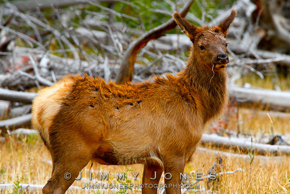 Elk Calf