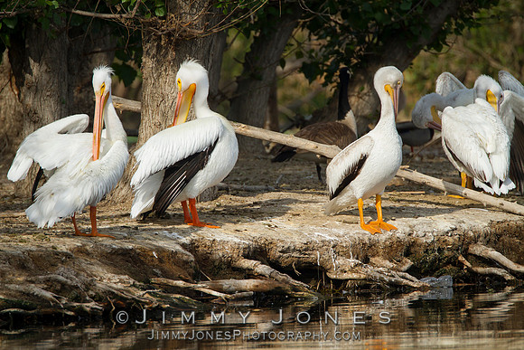 American White Pelicans