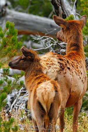 Elk Cow and Calf