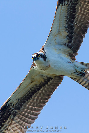 Osprey