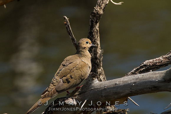 Mourning Dove
