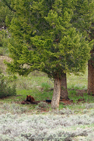 Black Bear