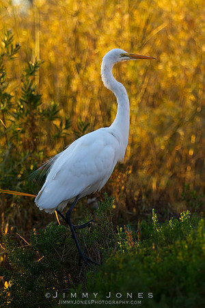 Great White Egret