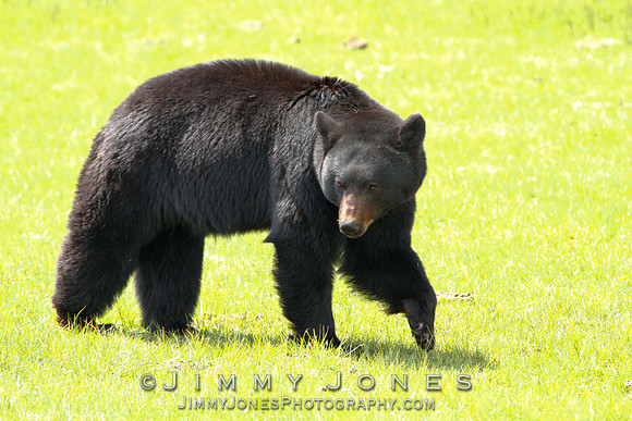 Black Bear
