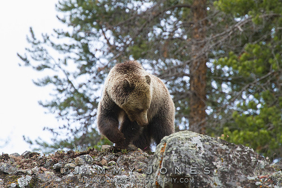 Grizzly Bear