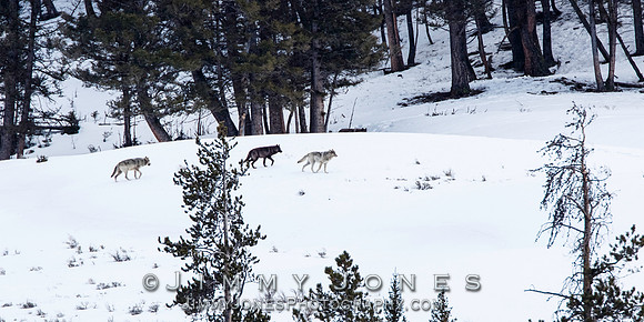 Lamar Canyon Pack Wolves