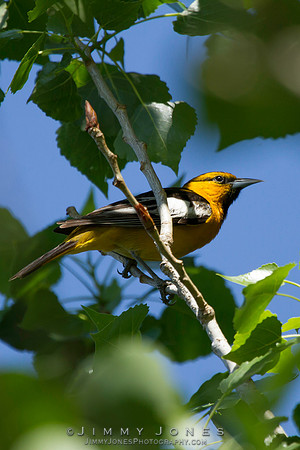 Bullock's Oriole