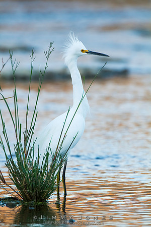 Snowy Egret