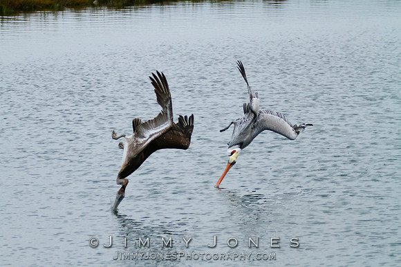 Brown Pelicans