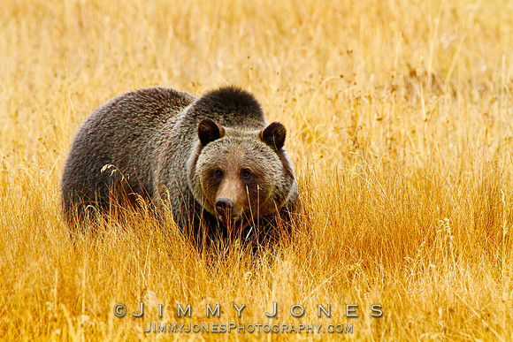 Grizzly Bear Boar