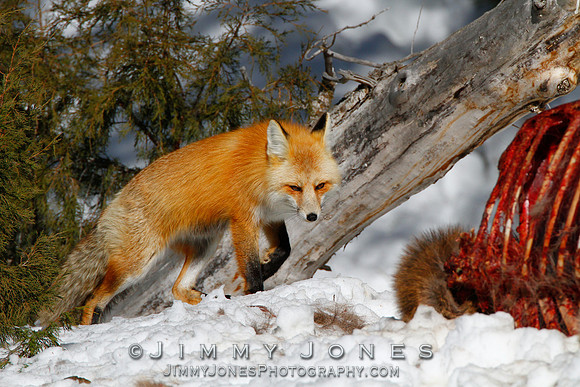 Red Fox
