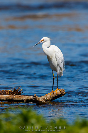 Snowy Egret