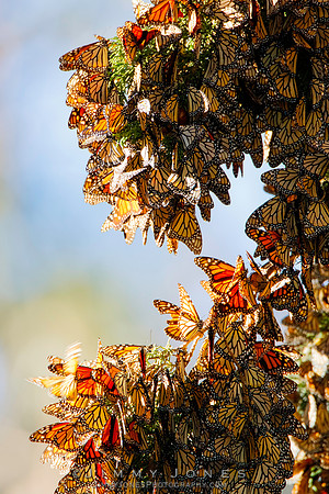 Monarch Cluster
