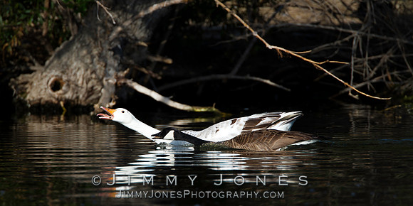 Grey Goose w/ Canada Goose
