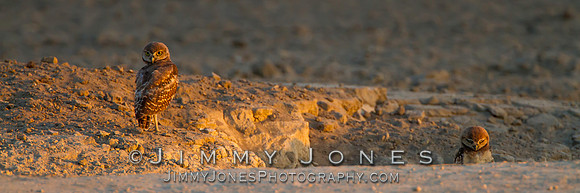 Burrowing Owls - BS/P0061