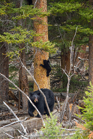 Black Bear Sow with Cub